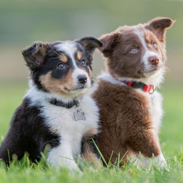 Kalender 2027Hundewelpen