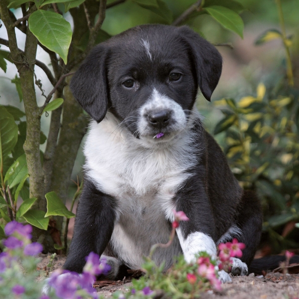 Kalender 2027Hundewelpen