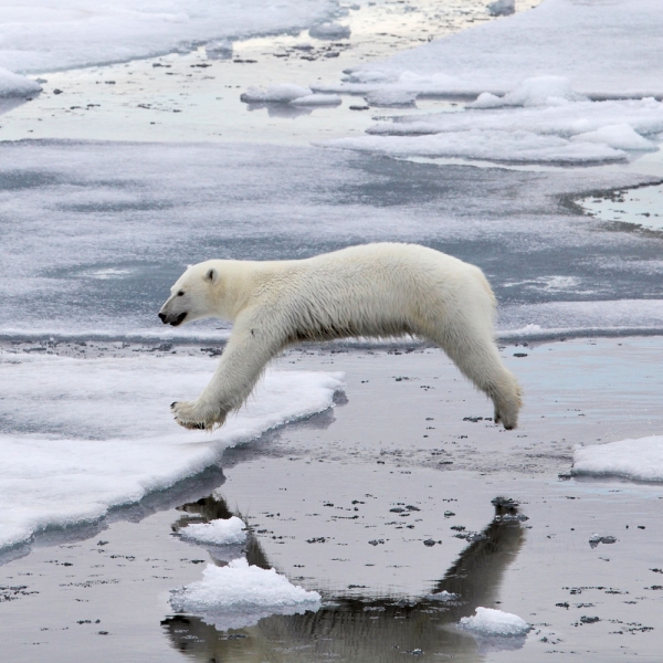 Kalender 2027Eisbären