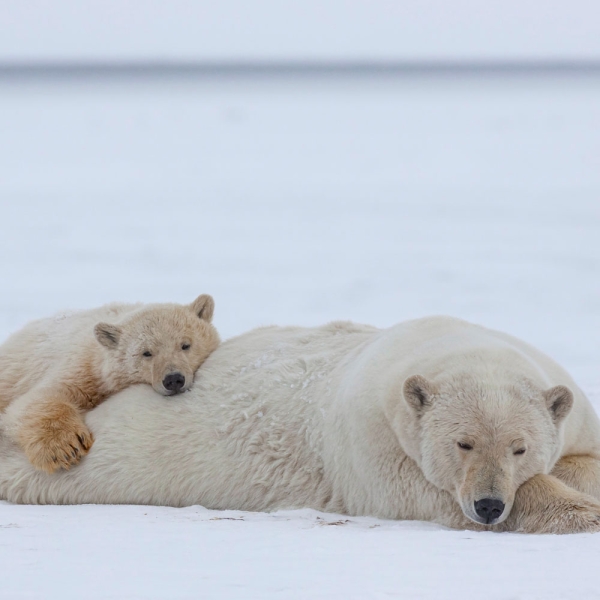 Kalender 2027Eisbären