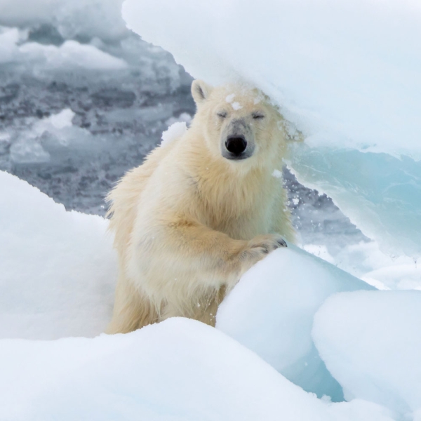 Kalender 2027Eisbären