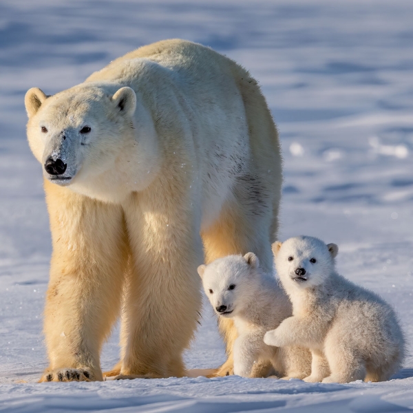 Kalender 2027Eisbären