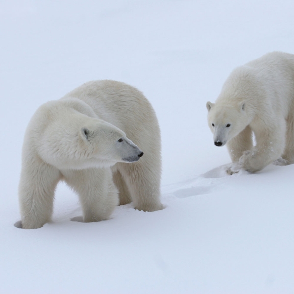 Kalender 2027Eisbären