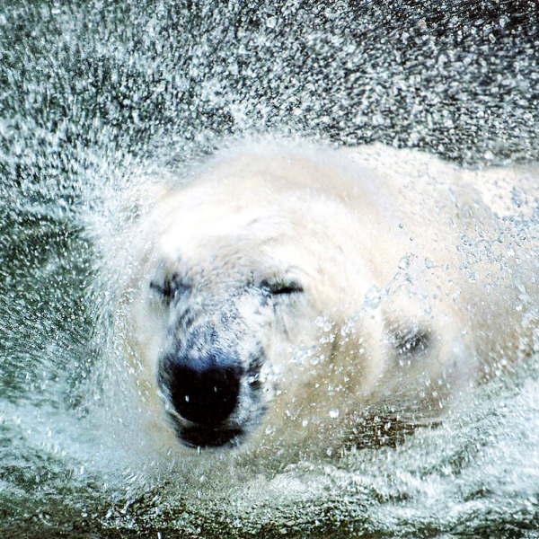 Kalender 2027Eisbären