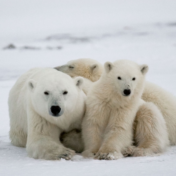 Kalender 2027Eisbären