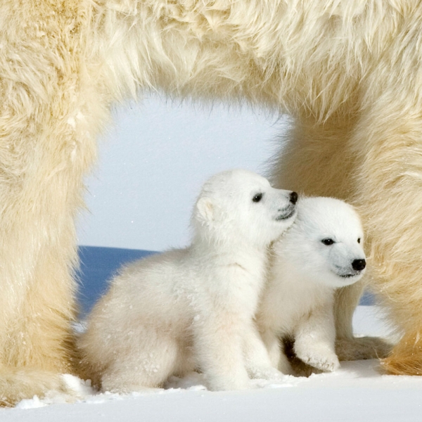 Kalender 2027Eisbären