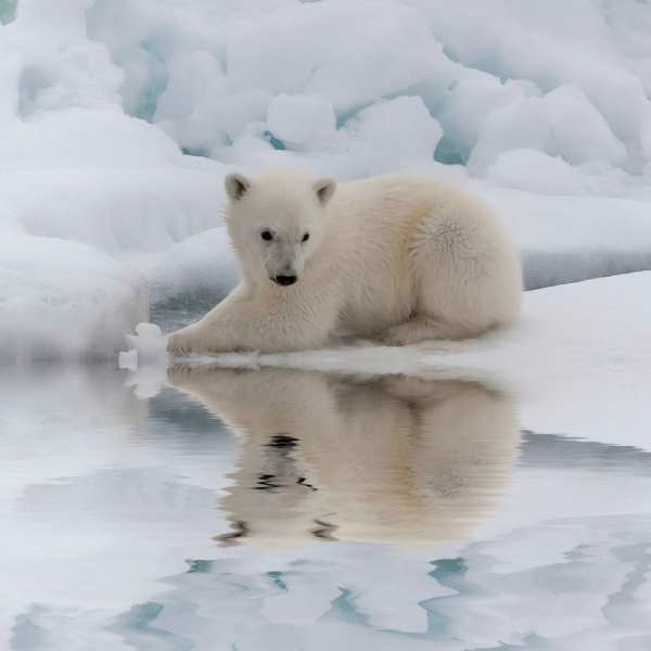 Kalender 2027Eisbären