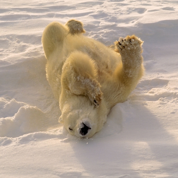 Kalender 2027Eisbären