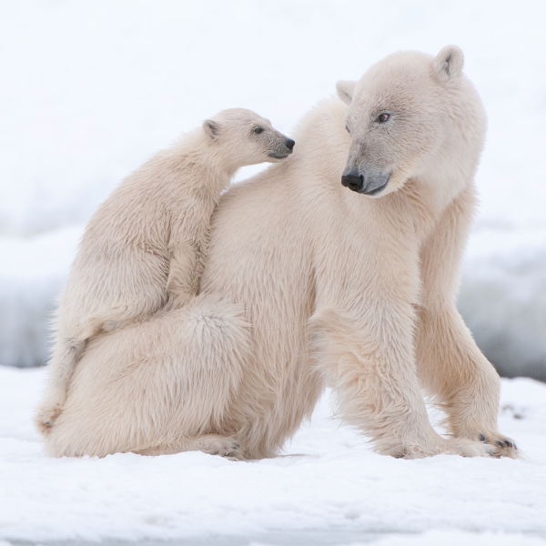 Kalender 2027Eisbären