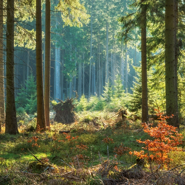 Kalender 2027Unser Wald