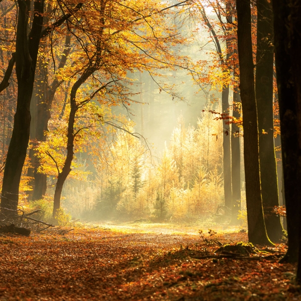 Kalender 2027Unser Wald