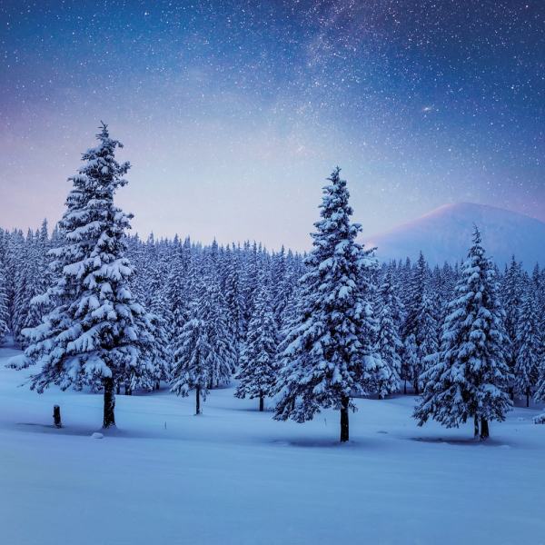 Kalender 2027Unser Wald