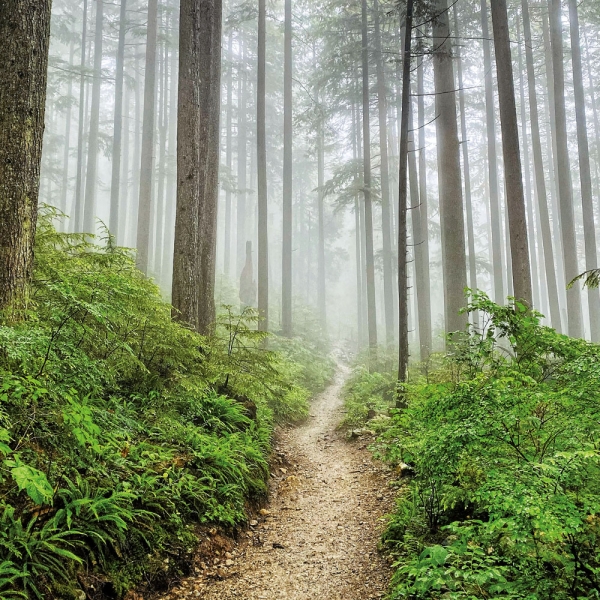 Kalender 2027Unser Wald