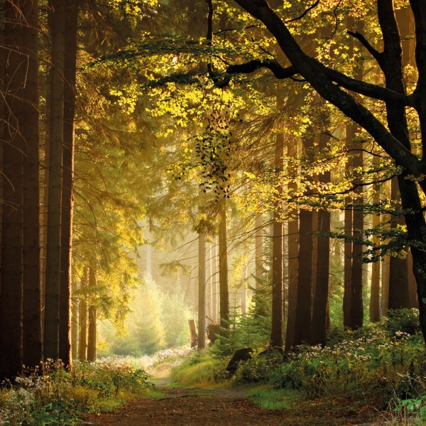 Kalender 2027Unser Wald