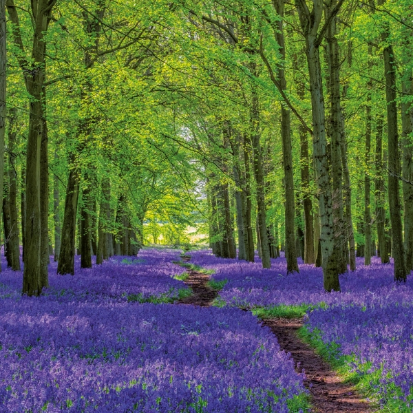 Kalender 2027Unser Wald