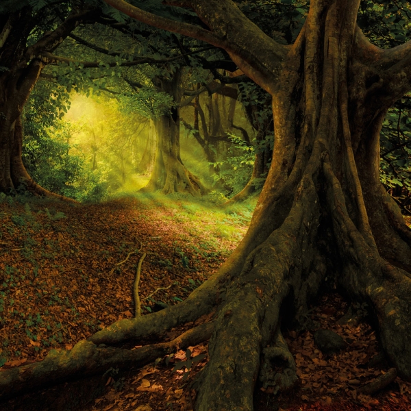 Kalender 2027Unser Wald