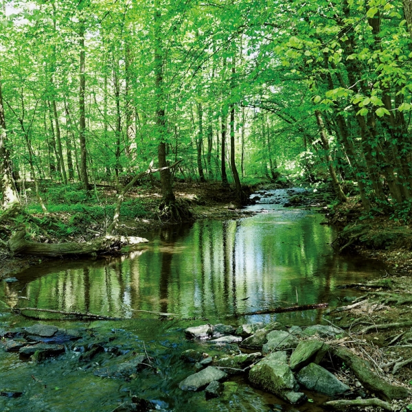 Kalender 2027Unser Wald