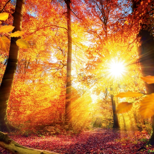 Kalender 2027Unser Wald