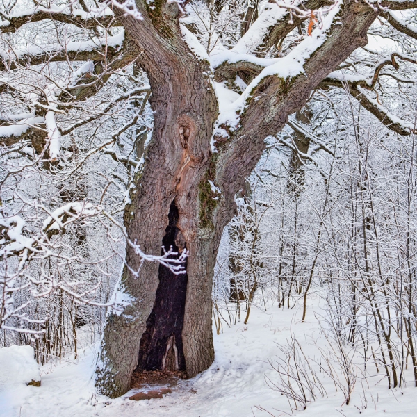 Kalender 2027Die Kraft der Bäume