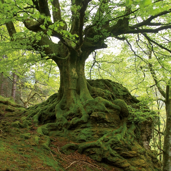 Kalender 2027Die Kraft der Bäume