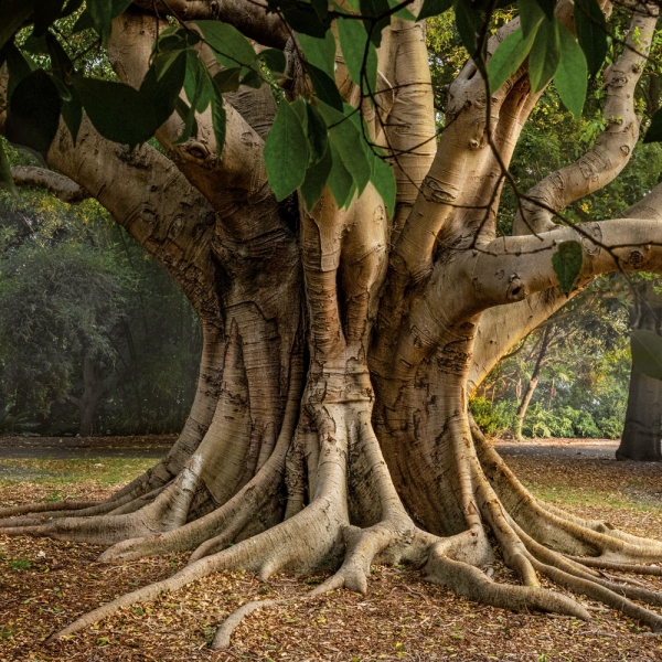 Kalender 2027Die Kraft der Bäume