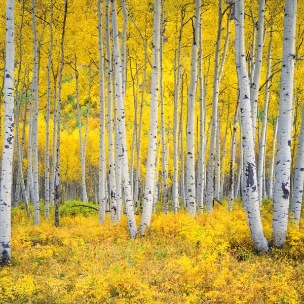 Kalender 2027Die Kraft der Bäume