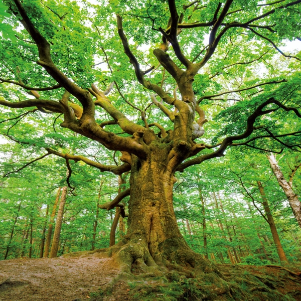 Kalender 2027Die Kraft der Bäume