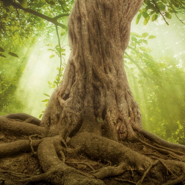 Kalender 2027Die Kraft der Bäume