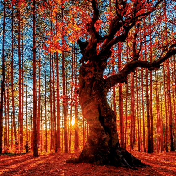 Kalender 2027Die Kraft der Bäume