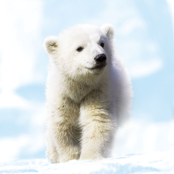 Kalender 2027Tierbabys