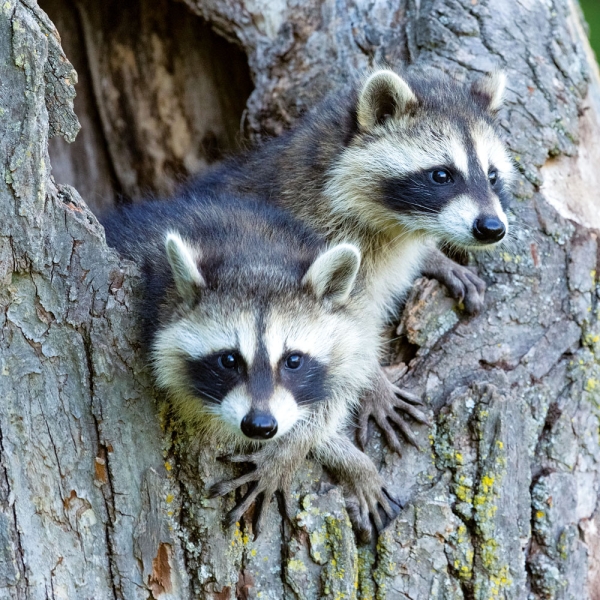 Kalender 2027Tierbabys