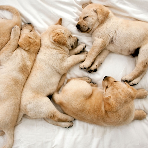 Kalender 2027Tierbabys