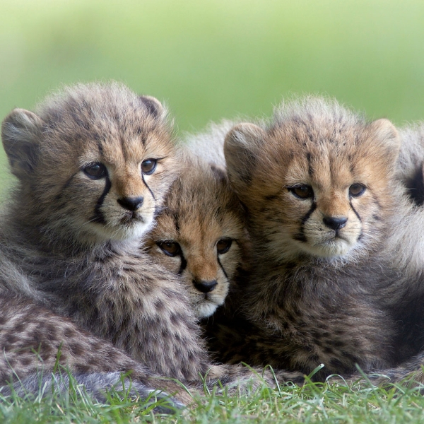 Kalender 2027Tierbabys