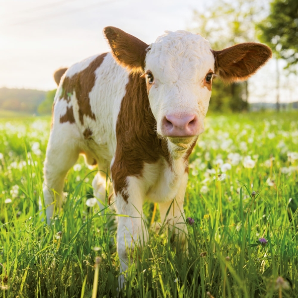 Kalender 2027Tierbabys