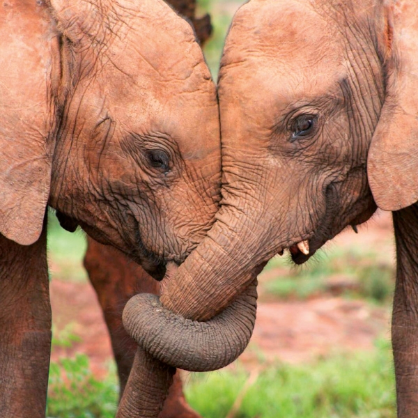 Kalender 2027Tierbabys