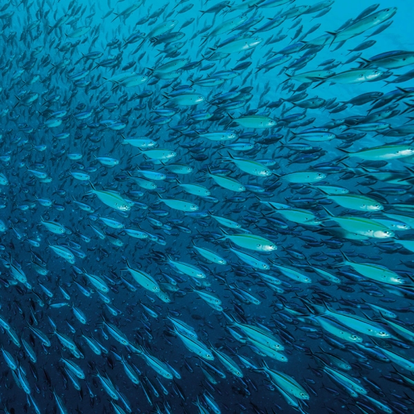 Kalender 2027Meerestiere