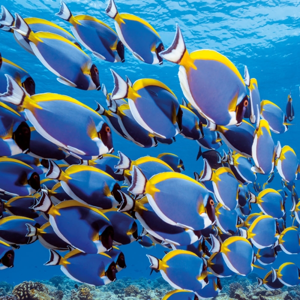 Kalender 2027Meerestiere