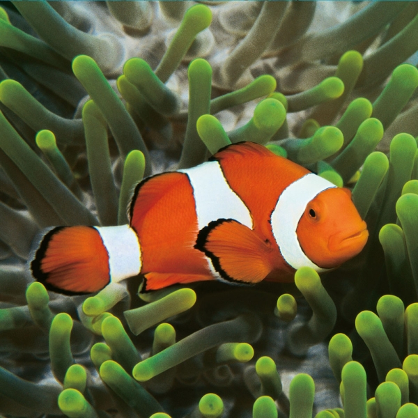 Kalender 2027Meerestiere