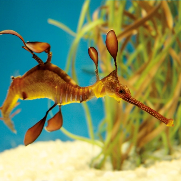 Kalender 2027Meerestiere