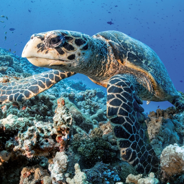 Kalender 2027Meerestiere