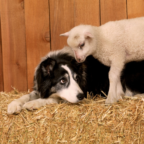 Kalender 2027Tiere vom Bauernhof