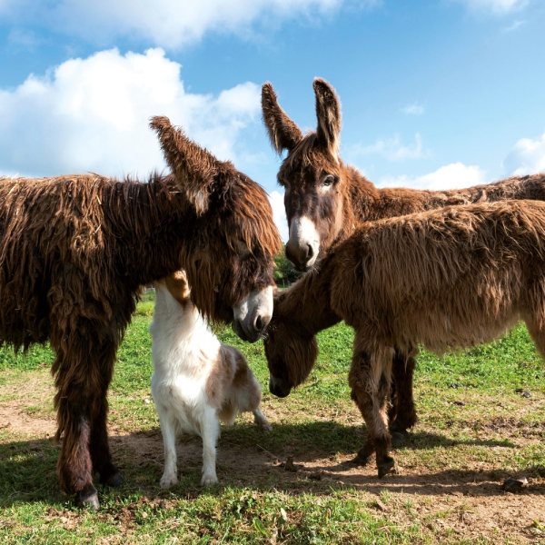 Kalender 2027Tiere vom Bauernhof