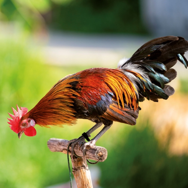Kalender 2027Tiere vom Bauernhof
