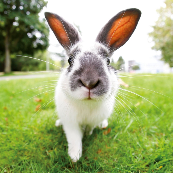 Kalender 2027Tiere vom Bauernhof