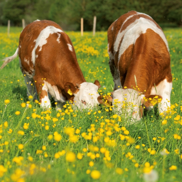 Kalender 2027Tiere vom Bauernhof
