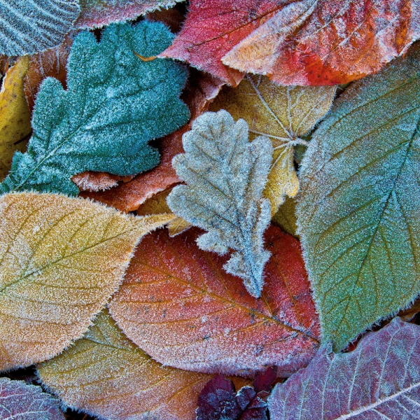 Kalender 2027Emotion