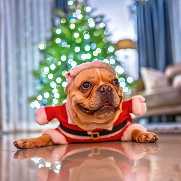 Kalender 2027Lustige Tiere