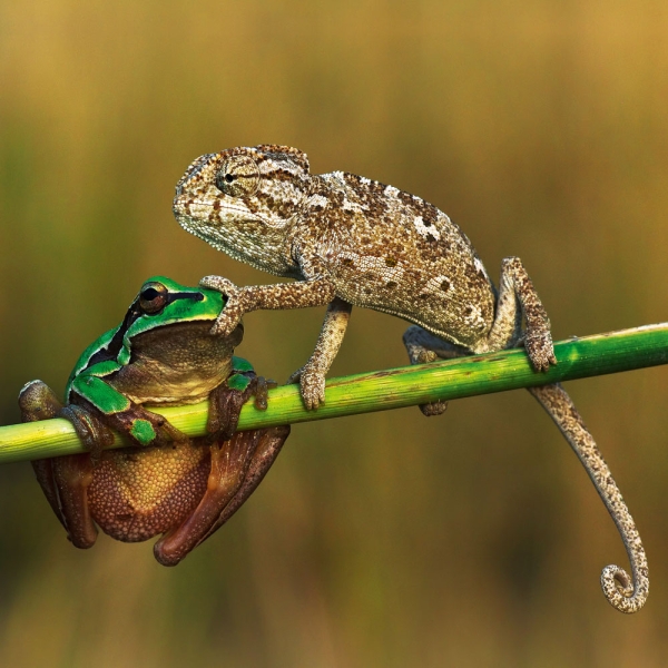 Kalender 2027Lustige Tiere