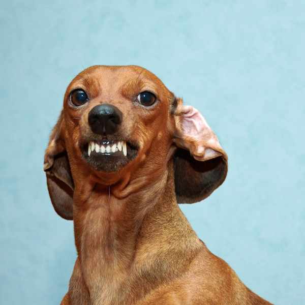 Kalender 2027Lustige Tiere