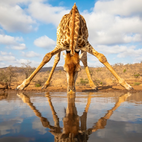 Kalender 2027Lustige Tiere